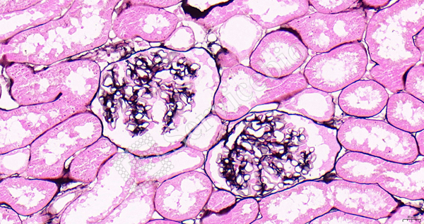 大鼠肾 PASM_40.0x(1).jpg