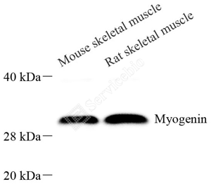 01 GB12988_Myogenin_5B5D6_d800_WB_WM.png
