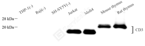 01 GB15014_CD3_重组H212_d1000_WB_WM.png