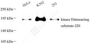 01 GB115613_kinase Dinteracting substrate 220_827420092902_d500_WB_WM.png