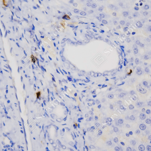 01 GB15093_Granzyme B_ZCM22193_ZCM22193230818_d500_R_Inflammatory model induced by lps(6h) liver_40.0x_IHC-WM.png