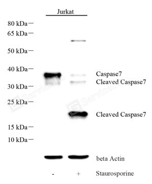 01 GB15540_Caspase-7_ P20_重组H278_d1000_WB-WM.png