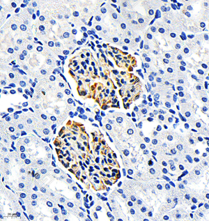 02 GB115655_Nephrin_C3382_C338223082202_d500_R kidney_IHC-WM(7).png