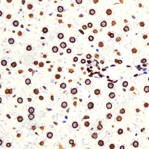 04 GB152400_Lamin A+ Lamin C_ZCM20078_ZCM20078230818_d1000_R_liver_40.0x_IHC.png