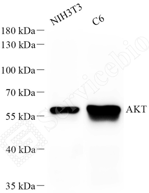 02 GB15689 AKT_M009_d500_WB-2.WM.png