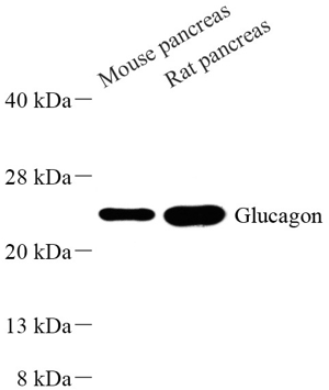 01 GB11097-1_Glucagon_WB.png