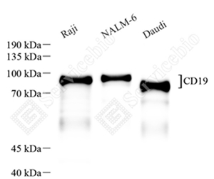01 GB15006_CD19_重组 H312_d2000_WB_WM.jpg