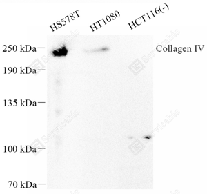 01 GB115688_Collagen IV_C3226-04_WB(1).png