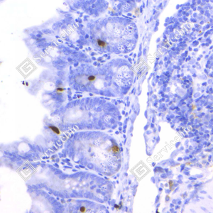 06 GB123493_GLP-1_1H6C10_1H6C10 20231204_d1000_M Small intestine_40.x_IHC_WM.png