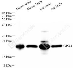 01 GB154327_Glutathione Peroxidase 4_重组 H301_d 1000_WB_WM.png