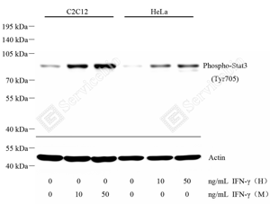 01 GB150001_Phospho-STAT3(Tyr705)_重组H255 M006_d3000_WB_WM.png