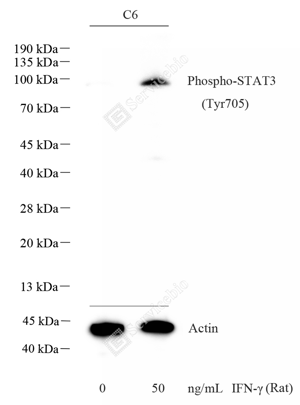 02 GB150001_Phospho-STAT3(Y705)_重组 H252__d1000_ _-WB_WM.png