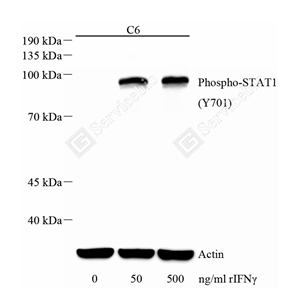 02 GB115605_Phospho-STAT1(Y701)_C2962-03_d500_WB_WM.jpg