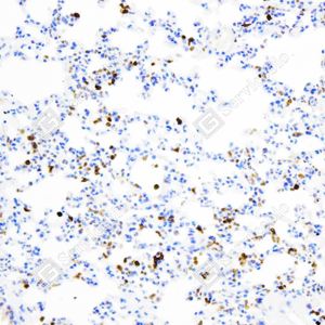 02 GB15104_Heme Oxygenase 1_ZCM18045_ZCM18045231211_d800_M Inflammatory model induced by lps(24h) lung_20.0x_IHC_WM.png