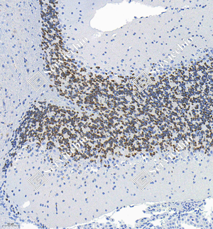 03 GB15138_NeuN_M012-04_d200_M cerebellum_20.0x_IHC_WM.png