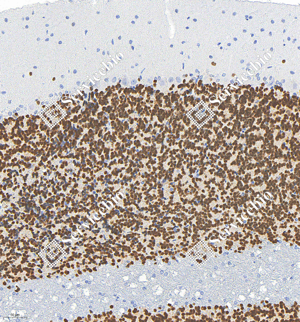 05 GB15138_NeuN_M012-04_d400_R cerebellum_20.0x_IHC_WM.png