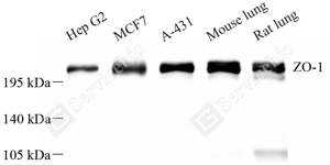 01 GB115686_ZO1 tight junction protein_C3502 06_d500_WB_WM.png