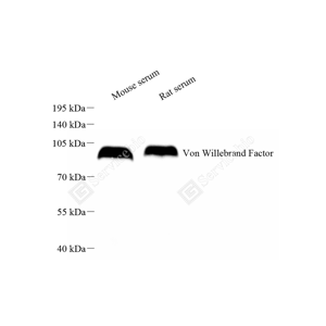 Anti-Von Willebrand Factor Rabbit pAb