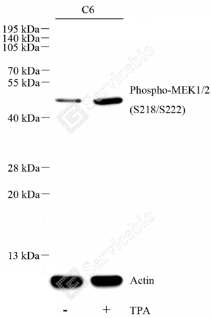 02 GB115603_Phospho-MEK12（S218S222)_C3161(04)_d300_WB_WM.png