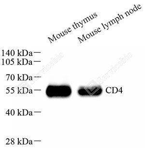 Anti-CD4 Rabbit mAb