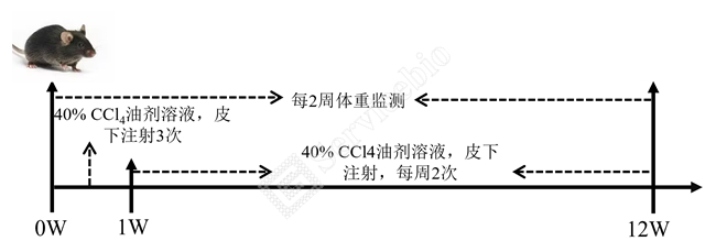 1、动物造模及取材.jpg