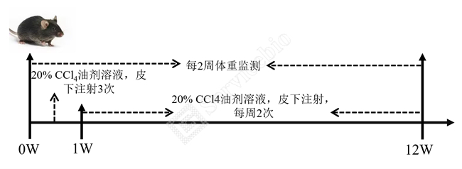 1、动物造模及取材.jpg