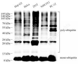 01 GB115700_Ubiquitin_C364023102403_d500_WB_WM.png