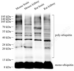 02 GB115700_Ubiquitin_C364023102403_d500_WB_WM.png