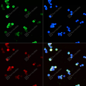 01 GB155053_RFP_ZCM23038240315B_ZCM23038_d500_Transfected 293F cells_20.0x_ICC_WM.png