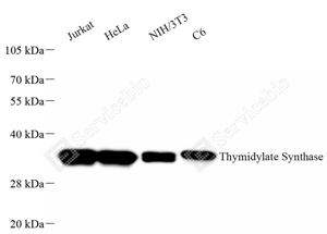 01 GB155510_Thymidylate Synthase_A39 ZCM22146240222_d500_WB_WM.png