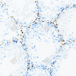 02 20240423_YM7012_androgen receptor_ d200 mouse testis_20x_IHC.png