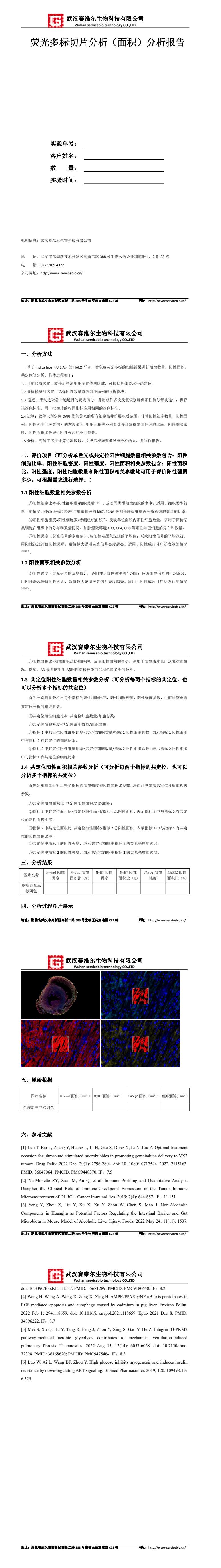 荧光多标切片分析（面积） YDP2140.jpg