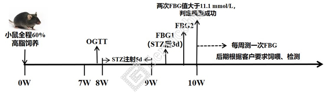 1、小鼠Ⅱ型糖尿病流程图.jpg