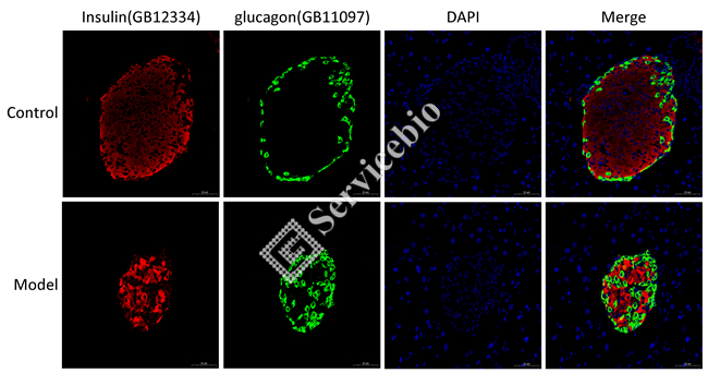 9、免疫荧光胰腺 IF Insulin红+glucagon绿-分色.jpg