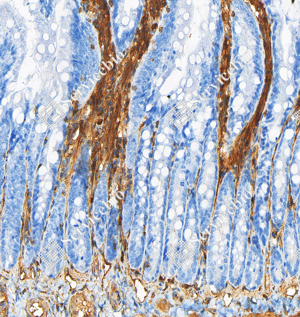 07 GB151264_Annexin-6 ANXA6_ZSM20007_ZSM20007240423_d1000_R Small intestine_20.0x_IHC_WM.png