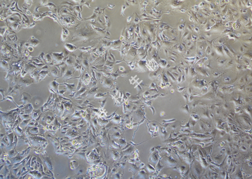 769-P-LUC-GFP-白光.jpg
