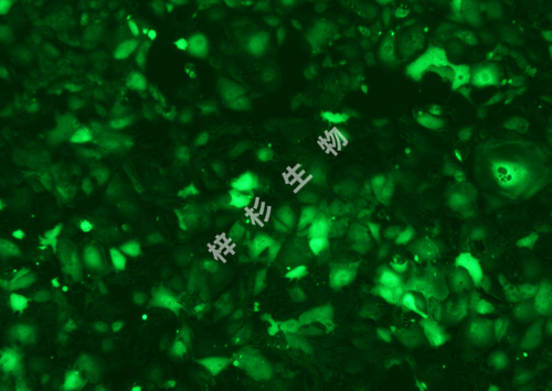 769-P-LUC-GFP-荧光.jpg