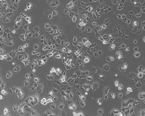 A-427-LUC-GFP-白光.jpg