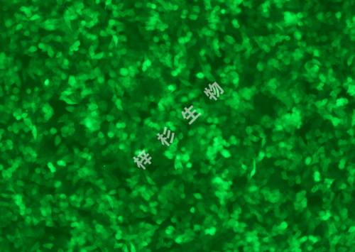 A2780-LUC-GFP-荧光.jpg