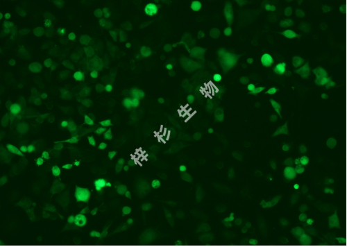 Calu-6-LUC-GFP-荧光.jpg