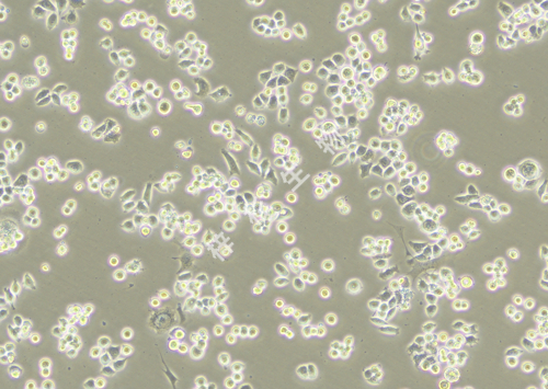 ChaGo-K-1-LUC-GFP-白光.jpg