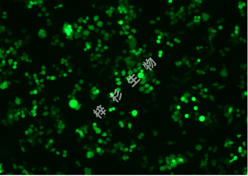 ChaGo-K-1-LUC-GFP-荧光.jpg