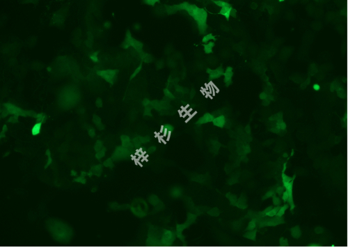 HCC827-LUC-GFP-荧光.jpg