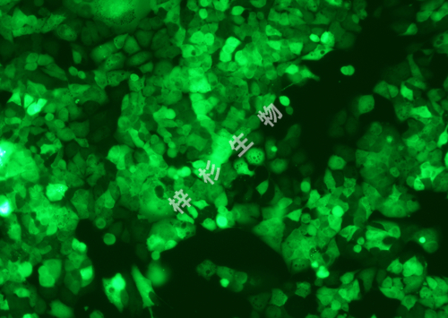 HCCLM3-LUC-GFP-荧光.jpg