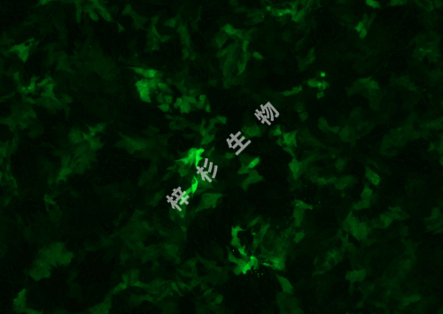 HCT-15-LUC-GFP-荧光.jpg