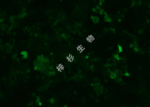 HEC-1-A-LUC-GFP-荧光.jpg