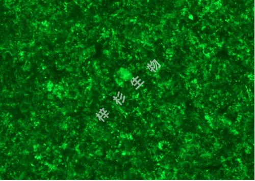 HepG2-LUC-GFP-荧光.jpg