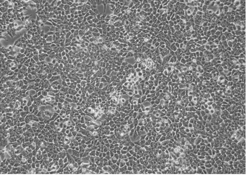 HUCC-T1-LUC-GFP-白光.jpg