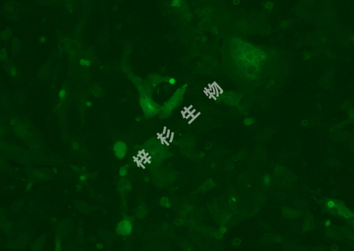 HUCC-T1-LUC-GFP-荧光.jpg