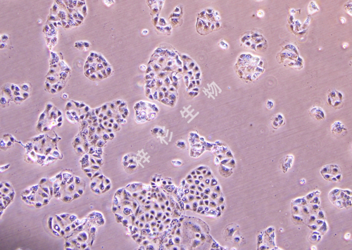 HUH-6-LUC-GFP-白光.jpg